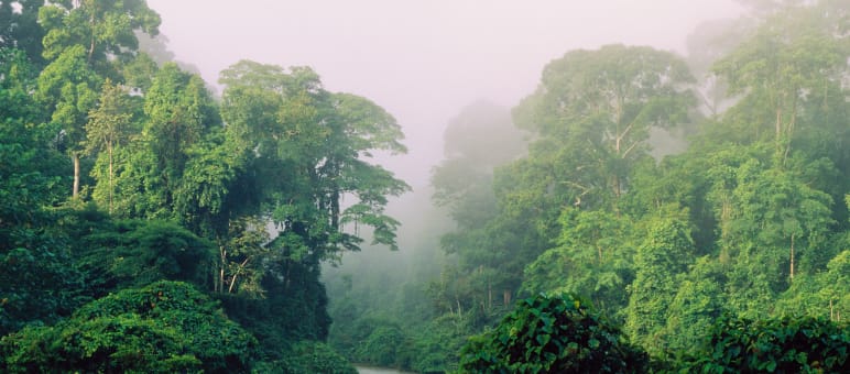Di hutan tropis tingkat biodiversitas sangat tinggi Sungai di hutan hujan
