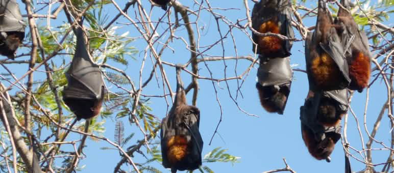 Kalong hitam bergelantungan di pohon