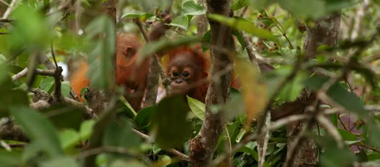 Orang utan muda bertengger di pohon