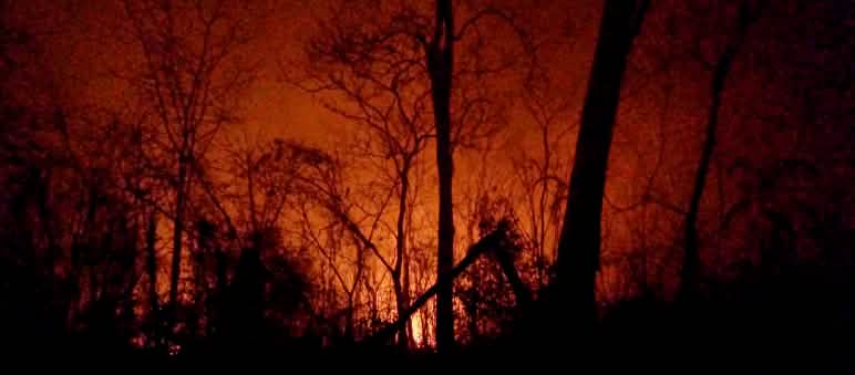 Di depan langit malam yang berwarna merah akibat api nampak sisa-sisa pohon yang telah menjadi arang.