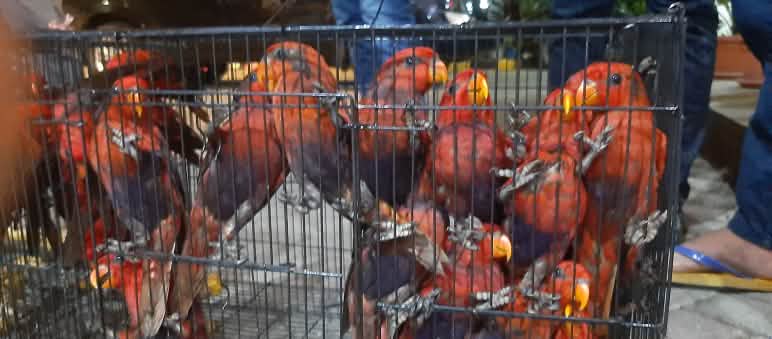 Nuri merah di kandang