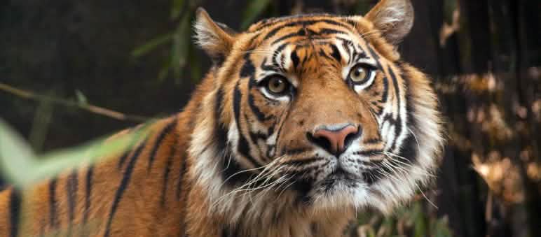 Harimau Sumatera