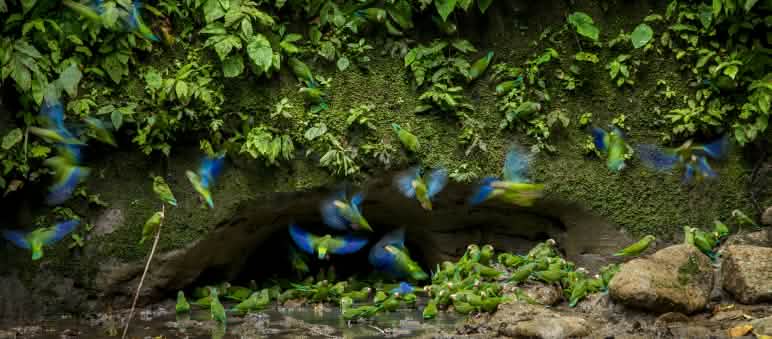 Burung beo di Taman Nasional Yasuni