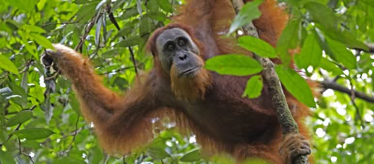 Orangutan sumatra