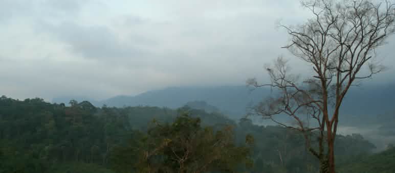 Ekosistem yang sehat melindungi kita dari bencana hutan hujan yang utuh di Kalimantan