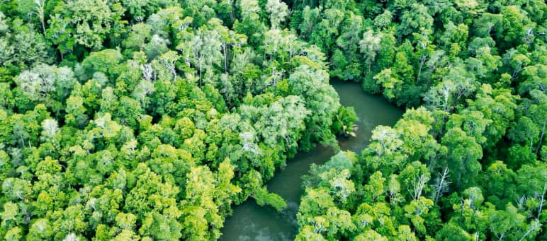 foto drone hutan hujan dan pembukaan hutan di Sorong Selatan