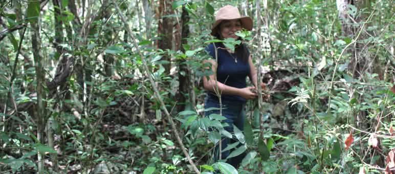 Hutan hujan di Yucatán