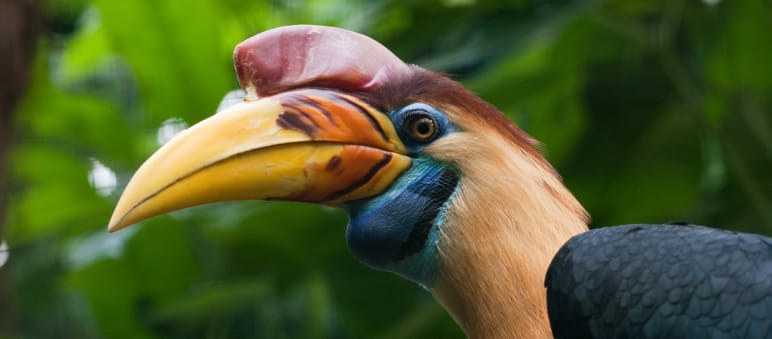 Burung rangkong