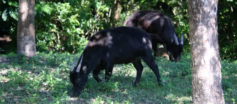 Anoa, sapi kerdil dari Sulawesi