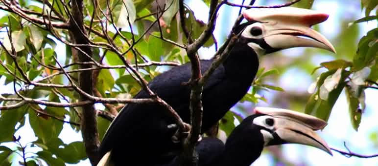 Burung rangkong membutuhkan hutan dengan pohon-pohon tua untuk membuat sangkarnya. Karena hutan ditebang, populasi burung yang tingginya bisa sampai 70 cm ini terus menurun. Dua burung rangkong sedang bertengger di ranting pohon