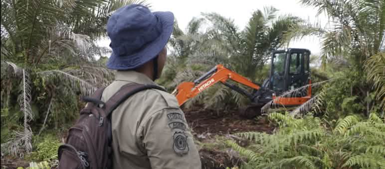 Laki-laki pakai ransel memonitor exkavator diantara kelapa sawit dan pakis