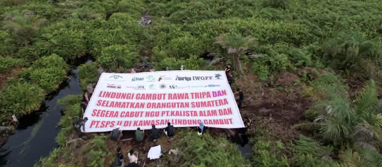 Spanduk "Lindungi Gambut Rawa Tripa"