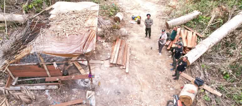 Polisi menyita kayu ilegal di hutan