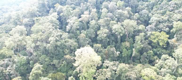 Hutan Beutong