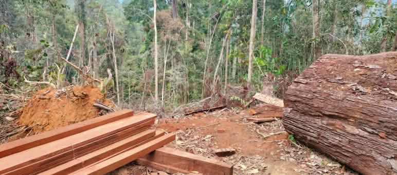 Kayu bulat dan potongan