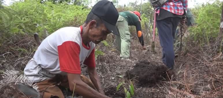 Pejabat-pejabat menanam bibit pada kanal yang telah disekat oleh warga dan relawan