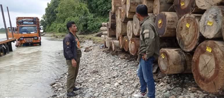 Kayu tropis ilegal dari Nagan Raya di Kawasan Ekosistem Leuser diberi label untuk dijual dua laki-laki didepan kayu bulat dan satu truk