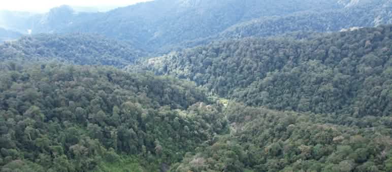 hutan hujan di pergunungan dari atas