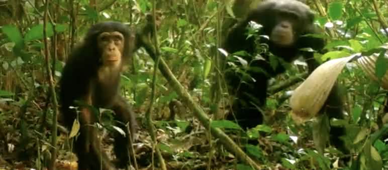 Simpanse di Taman Nasional Grebo-Krahn di Liberia