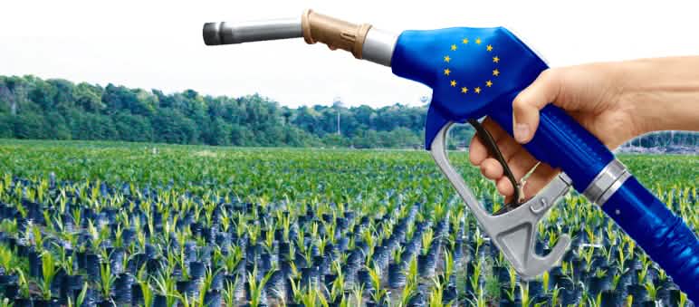 Biofuel menghancurkan hutan, di Asia, Afrika dan Amerika Selatan sawit biofuel UE