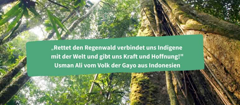 Kolase: Kutipan dari seorang masyarakat adat Gayo dengan latar belakang pohon rindang raksasa