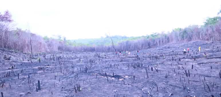 Lahan yang terbakar di hutan Cerrado