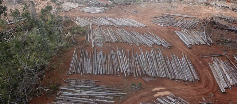 Perampasan hutan di Boven Digoel (Papua) Pengundulan hutan di Boven Digoel oleh PT Digoel Agri