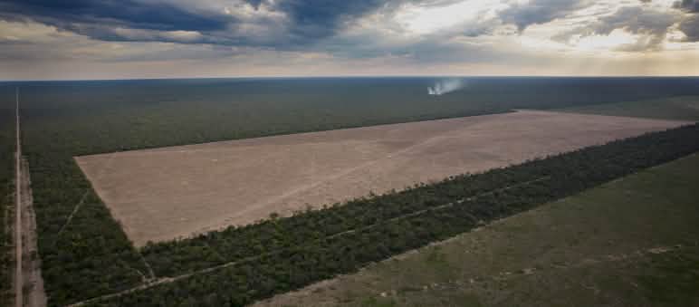 Penebangan hutan di Chaco demi monokultur kedelai dan padang rumput ternak Foto dari udara dua lahan besar berbentuk segiempat yang baru ditebang dan jalan tembus yang membelah hutan