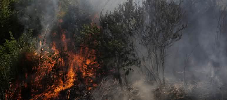 Semak-semak terbakar dan berasap