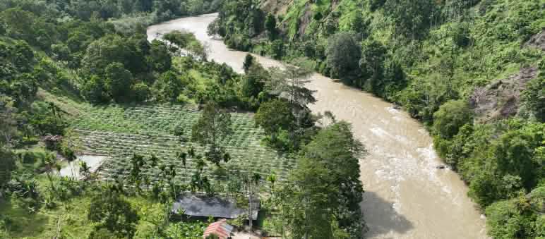 Foto drone pusat pembibitan dan hutan di pinggir sungai