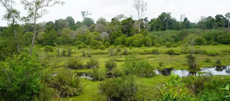 Minyak sawit perusahaan besar Indonesia berasal dari Suaka Margasatwa Rawa Singkil di Kawasan Ekosistem Leuser Rawa Singkil