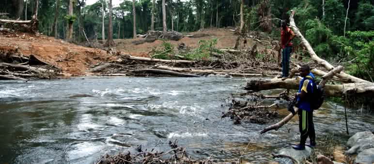 Jalan-jalan yang dulunya susah masuk ke hutan sering jadi awal perusakan berskala besar Pembukaan hutan di Nigeria untuk jalan yang direncanakan
