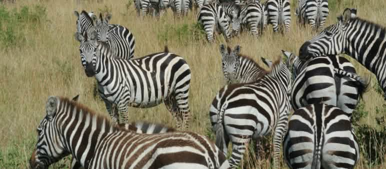 Zebra di sabana