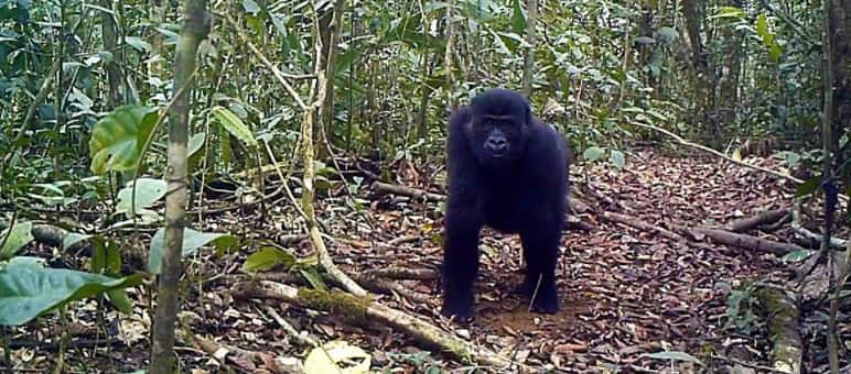 Hutan Ebo di Kamerun adalah habitat gorila dan simpanse dan banyak spesies endemik lainnya Gorila di hutan Ebo, Kamerun