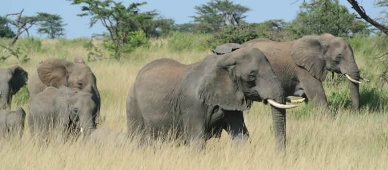 Kawanan gajah di Serengeti