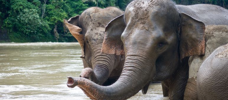 Gajah-gajah Sumatera mandi di sungai