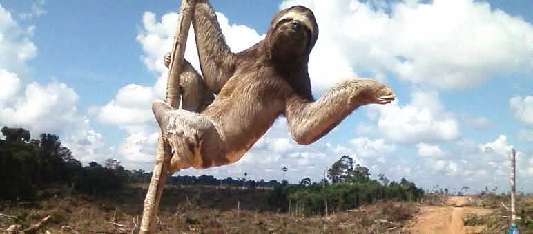 Kungkang Tiga Jari di kawasan hutan milik industri sawit di Peru Kungkang Tiga Jari di kawasan hutan gundul milik industri sawit di Peru