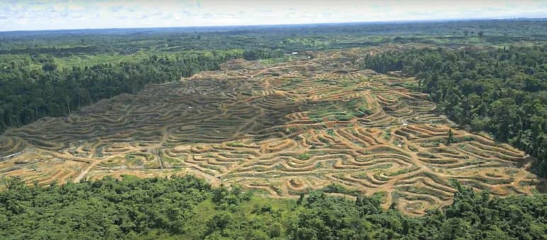 Foto drone penebangan hutan untuk minyak sawit di Sorong, Papua Barat