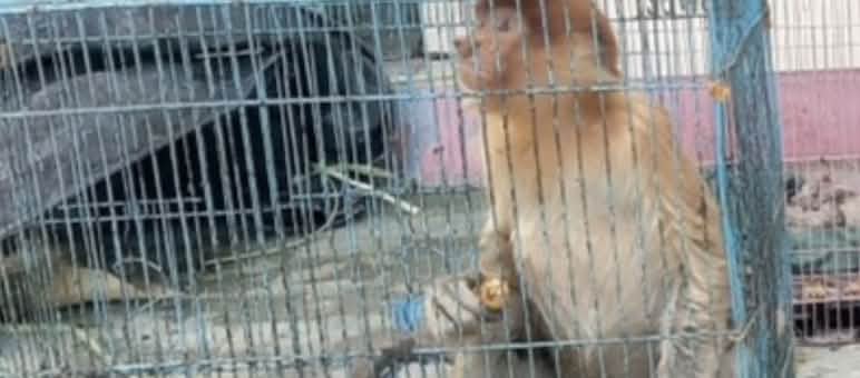 Bekantan di kandang