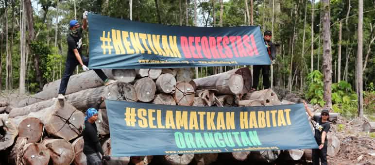 dua tranparen dan tumpukan kayu