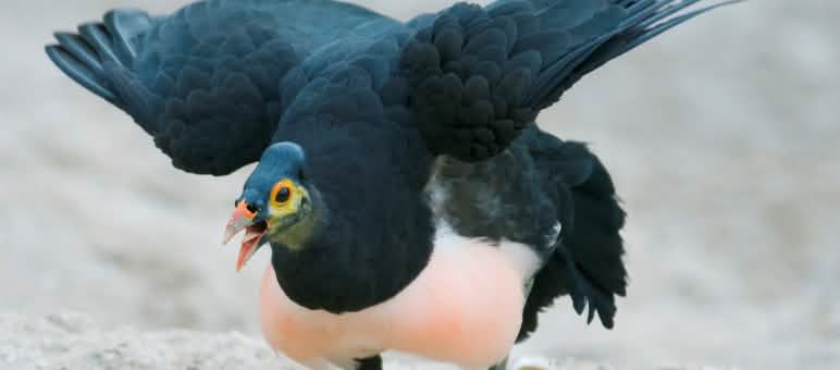 Burung maleo