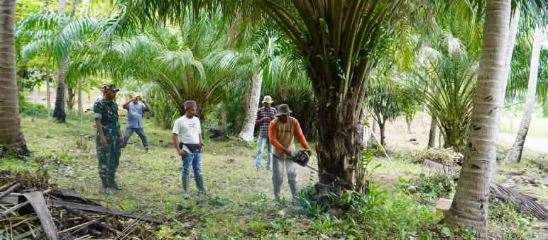 Pohon sawit ditebang