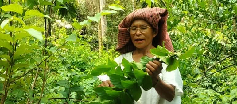 Seorang perempuan petani gambir dari Desa Bongkaras tengah memetik daun gambir Perempuan Batak dengan pohon gambir