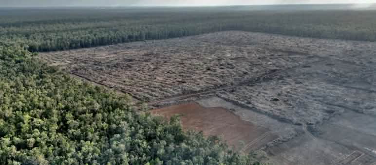 Foto drone pengundulan hutan