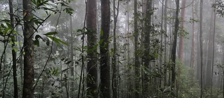 Pembalakan liar dan eksploitasi ilegal semakin mengancam hutan Indonesia Hutan di Gunung Sebayan