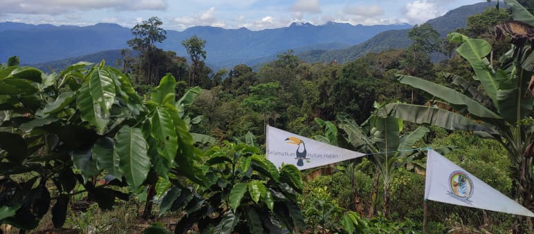 pohon-pohon yang ditanam masyarakat adat Gayo di Pining