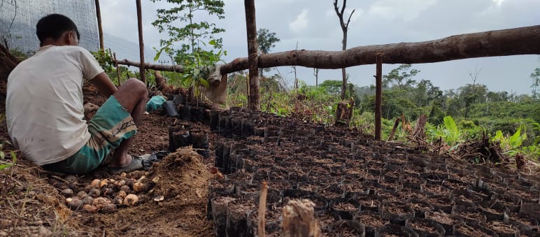 warga dengan bibit pohon di desa Pining, Gayo, Aceh