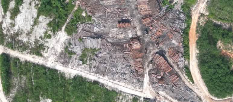 penumpukan kayu log hasil pembukaan lahan