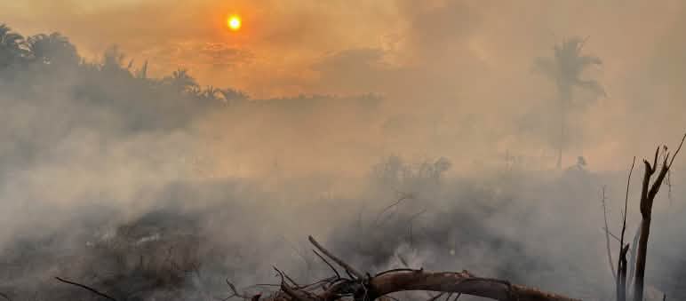 Sebuah pohon yang tumbang karena terbakar di sebuah lahan yang tertutup kabut asap tebal di hutan hujan