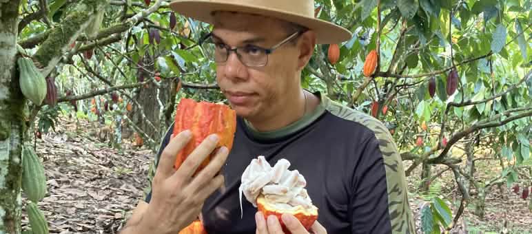Seorang laki-laki di hutan hujan sedang mencium buah kakao yang sudah dibelah